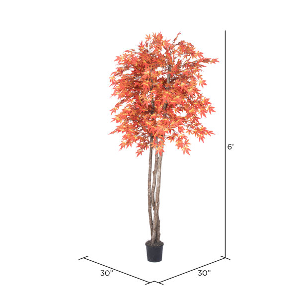 Millwood Pines Maple Tree in Basket & Reviews Wayfair